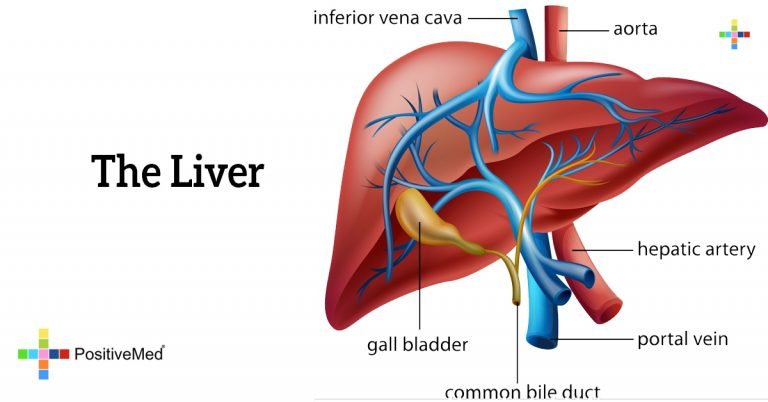The Liver The Liver
