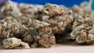 Cannabis Sativa and Indica: Know the Difference