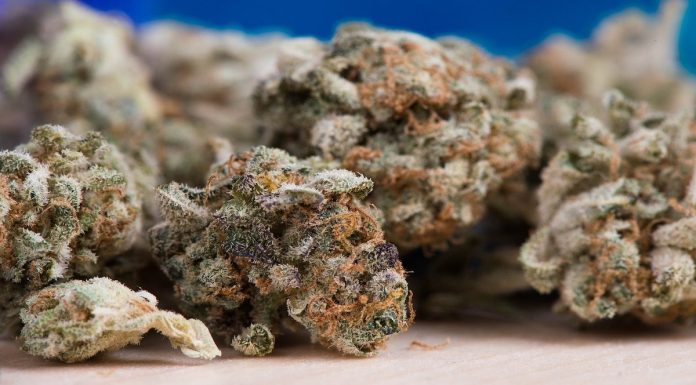 Cannabis Sativa and Indica: Know the Difference