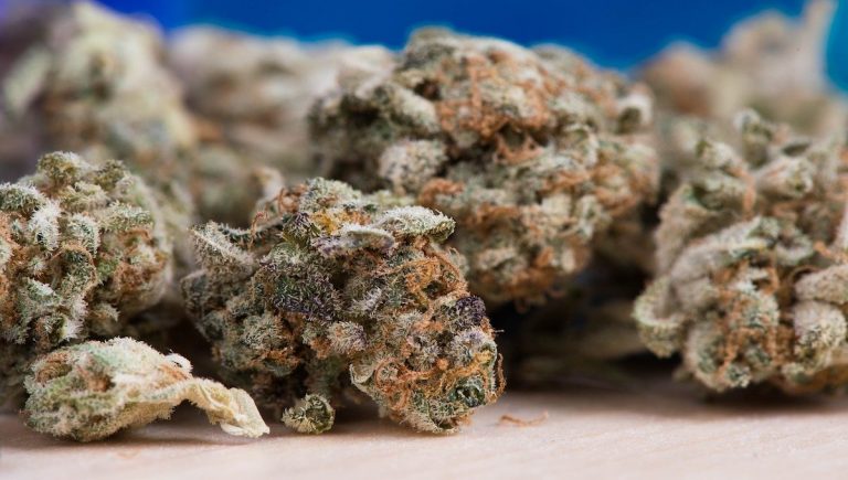 Cannabis Sativa and Indica: Know the Difference Cannabis Sativa and Indica: Know the Difference