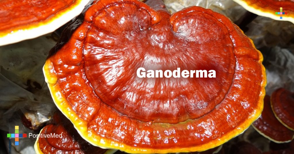 Ganoderma