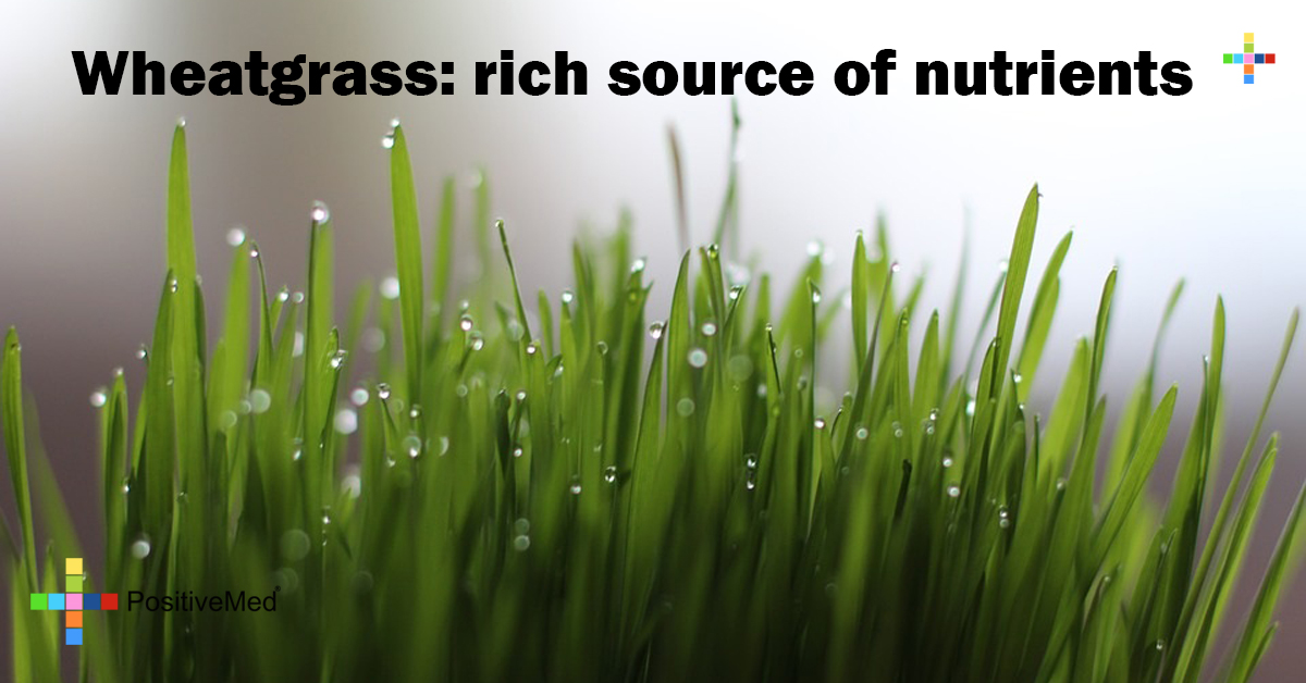 Wheatgrass rich source of nutrients PositiveMed