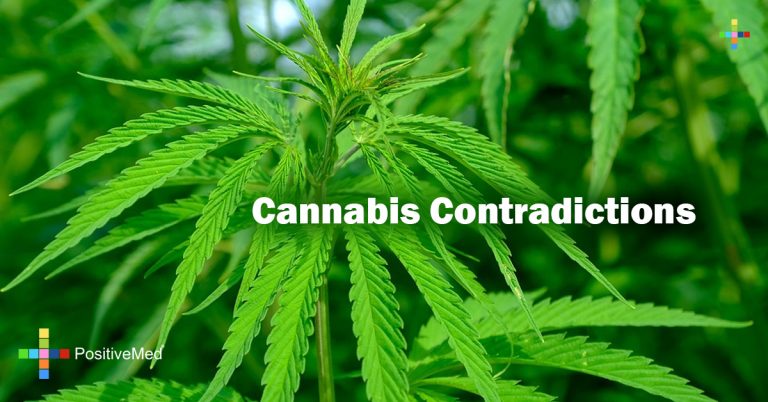Cannabis Contradictions