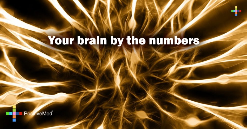 Your brain by the numbers
