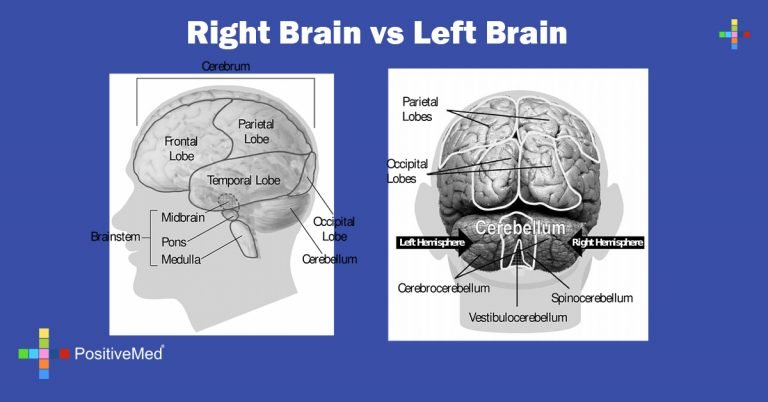 Right Brain vs Left Brain