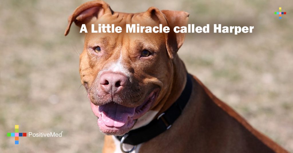 A Little Miracle called Harper