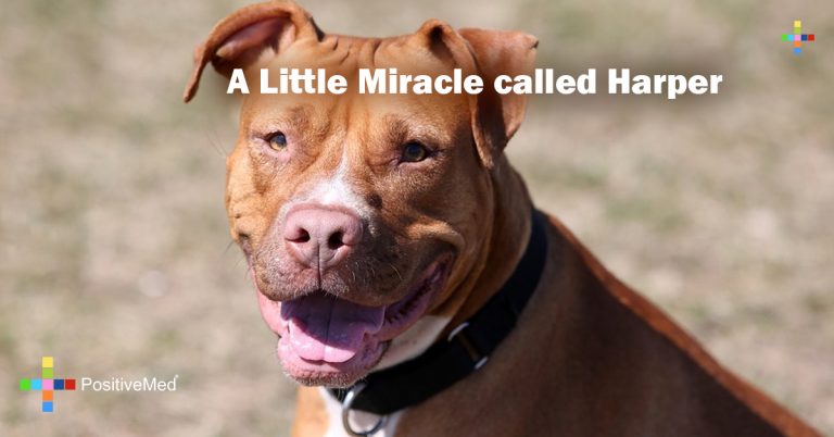A Little Miracle called Harper A Little Miracle called Harper
