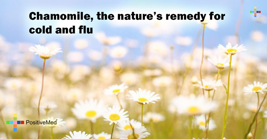 Chamomile, the nature's remedy for cold and flu