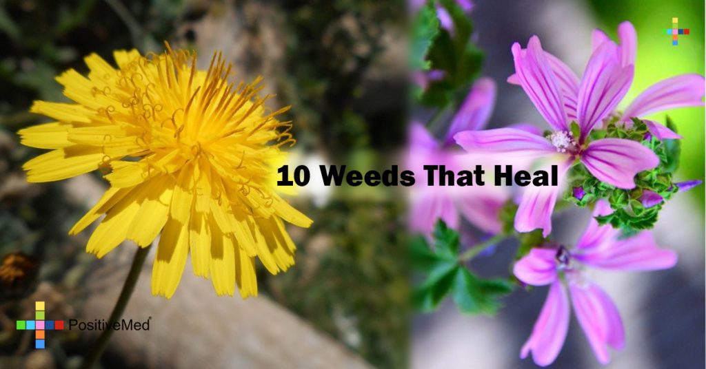 10 Weeds That Heal