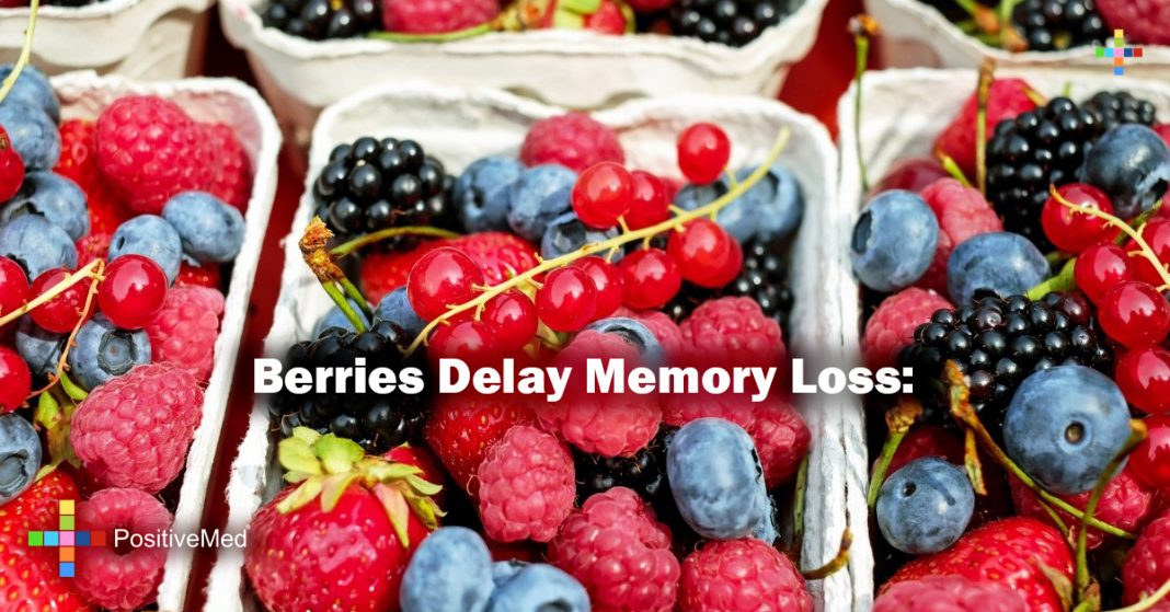 Berries Delay Memory Loss PositiveMed