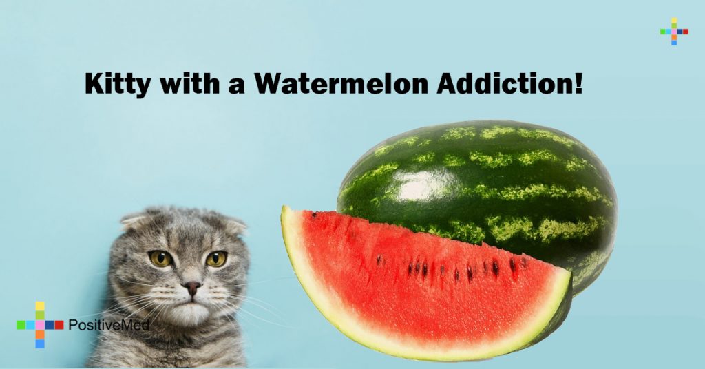 Kitty with a Watermelon Addiction! 