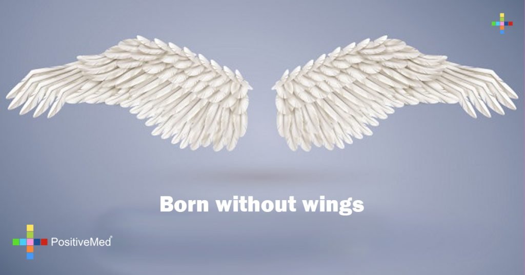 Born without wings