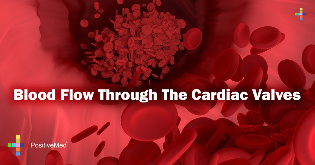 Blood flow through the cardiac valves PositiveMed