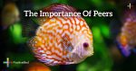 The-Importance-Of-Peers