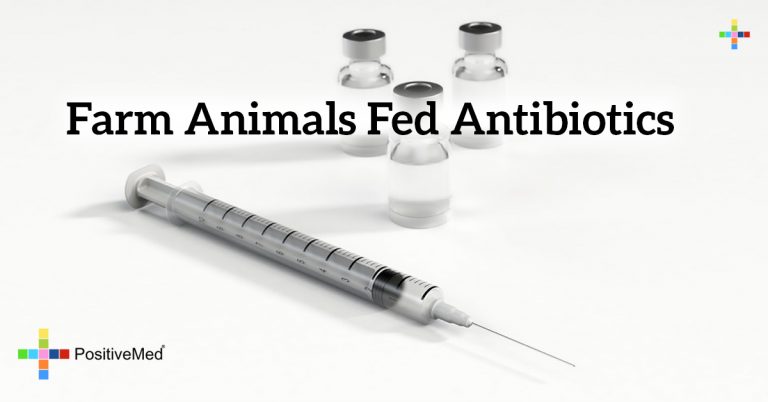 Farm Animals Fed Antibiotics