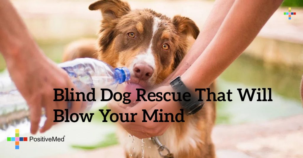Blind Dog Rescue That Will Blow Your Mind
