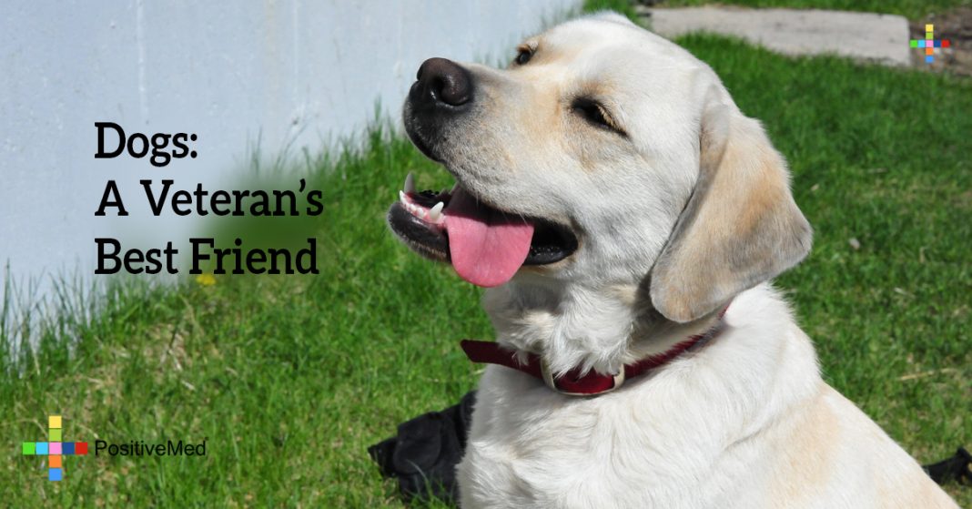 Dogs A Veteran's Best Friend PositiveMed