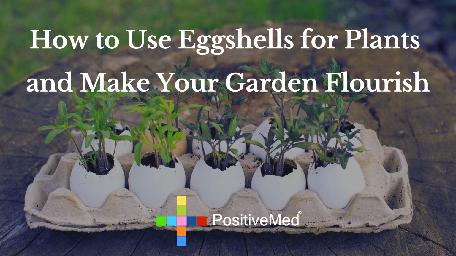 How to Use Eggshells for Plants and Make Your Garden Flourish